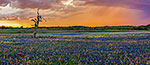 Wildflower Shower - Texas Wildflowers, Bluebonnets Sunset by Gary Regner