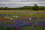 A Cloudy Day - Texas Wildflowers, Bluebonnets Landscape by Gary Regner