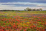Multicolor Meadow - Texas Wildflowers, Paintbrush Landscape by Gary Regner