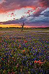 Spring Thunderstorm - Texas Wildflowers, Bluebonnets Sunset by Gary Regner