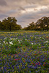 Prairie Wildflowers - Texas Wildflowers, Bluebonnets Sunset by Gary Regner