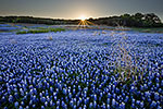 Silver Lining - Texas Wildflowers, Bluebonnets Sunset by Gary Regner