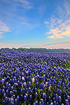 Pretty in Pink - Texas Wildflowers, Bluebonnets Sunrise by Gary Regner