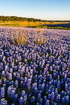 Bluebonnet Lake - Texas Wildflowers, Bluebonnets Sunset by Gary Regner