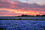 Turkey Bend Sunset - Texas Wildflowers, Bluebonnets Sunset by Gary Regner