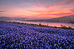 Turkey Bend Sunrise - Texas Wildflowers, Bluebonnets Sunrise by Gary Regner