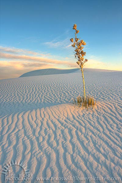 Drift - White Sands New Mexico Sunset