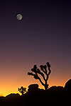Joshua Tree Sunset - California Landscape by Gary Regner