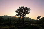 Joshua Trees - California Desert Landscape by Gary Regner