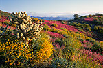 Desert Spectacle - Wildflower Landscape by Gary Regner