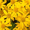 Texas wildflower - Damianita (Chrysactina mexicana)