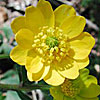 Texas wildflower - Buttercup (Ranunculus macranthus)