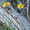Texas wildflower - Parralena (Dyssodia pentachaeta)
