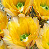 Texas wildflower - Rainbow Cactus (Echinocereus pectinatus)