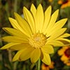Texas wildflower - Sleepy Daisy (Xanthisma texanum)