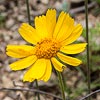 Texas wildflower - Slender Stem Bitterweed (Hymenoxys scaposa)