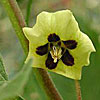 Texas wildflower - Yellow Ground Cherry (Physalis viscosa)