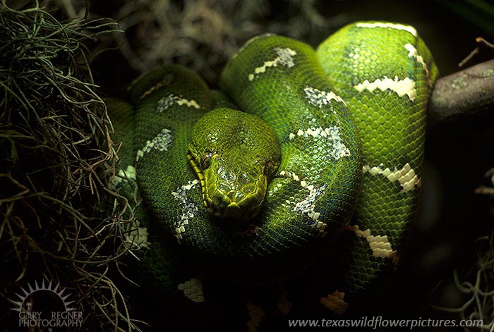 Snake - Emerald Tree Boa, Corallus caninus