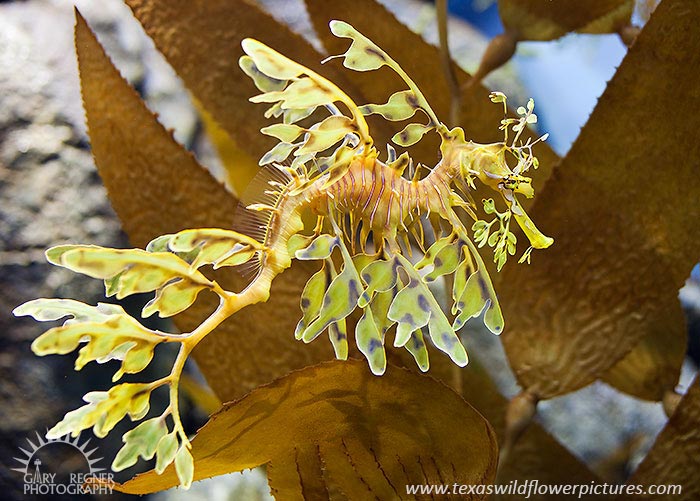 Leafy Sea Dragon - Phycodurus eques