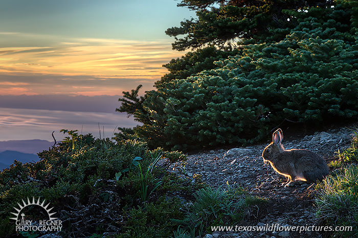Hurricane Hill, Rabbit at Sunset, Olympic National Park
