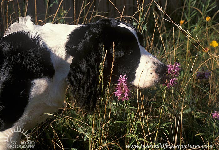 Sniff - Springer Spaniel Sniffing Flower