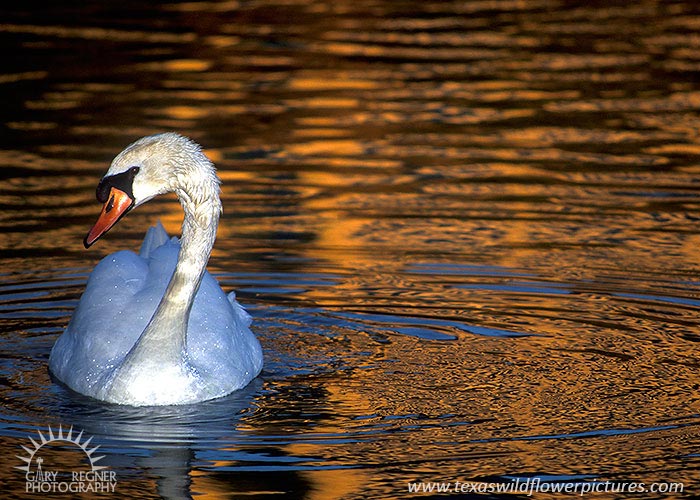Swan Lake - Swan at Sunset