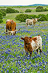Longhorns and Bluebonnets - by Gary Regner