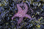Starfish - by Gary Regner