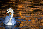 Swan Lake - by Gary Regner