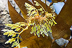 Leafy Sea Dragon - by Gary Regner