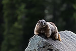 Marmot - by Gary Regner