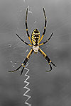Yellow Garden Spider - by Gary Regner