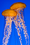 Pacific Sea Nettle Jellyfish - by Gary Regner