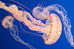 Atlantic Sea Nettle Jellyfish - by Gary Regner