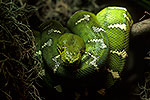 Snake - by Gary Regner