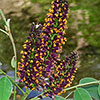 Texas wildflower - False Indigo (Amorpha fruticosa)