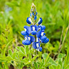 Texas wildflower - Sandyland Bluebonnet (Lupinus subcarnosus)