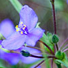 Texas wildflower - Granite Spiderwort (Tradescantia pedicellata)