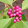 Texas wildflower - American Beautyberry (Callicarpa americana)