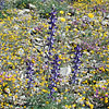 Texas wildflower - Big Bend Bluebonnet (Lupinus havardii)