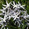 Texas wildflower - Blue-Star (Amsonia ciliata)