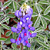 Texas wildflower - Texas Bluebonnet (Lupinus texensis)