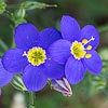 Texas wildflower - Blue Gilia (Gilia rigidula)