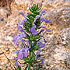 Texas wildflower - Blue Salvia (Salvia Engelmannii)