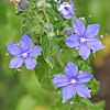 Texas wildflower - Blue Waterleaf (Hydrolea ovata)