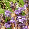 Texas wildflower - Branched Broomrape (Orobanche ramosa)