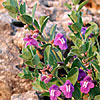 Texas wildflower - Bushy Skullcap (Scutellaria Wrightii)