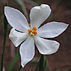 Texas wildflower - Celestials (Nemastylis geminiflora)