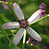 Texas wildflower - Chinaberry