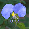 Texas wildflower - Dayflower (Commelina erecta)